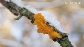 Pieszo przez Puszczę Zielonkę - zdjęcie 35