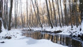 Pieszo przez Puszczę Zielonkę - zdjęcie 33