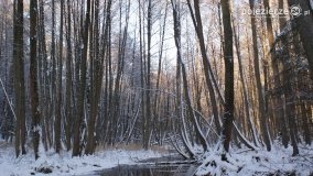 Pieszo przez Puszczę Zielonkę - zdjęcie 32