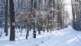 Pieszo przez Puszczę Zielonkę - zdjęcie 31