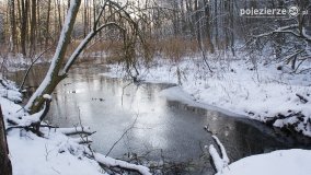 Pieszo przez Puszczę Zielonkę - zdjęcie 30