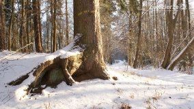 Pieszo przez Puszczę Zielonkę - zdjęcie 28