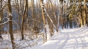 Pieszo przez Puszczę Zielonkę - zdjęcie 27