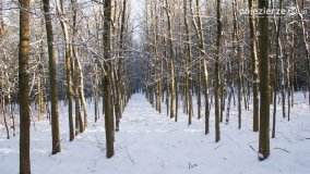 Pieszo przez Puszczę Zielonkę - zdjęcie 25