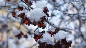 Pieszo przez Puszczę Zielonkę - zdjęcie 24