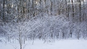 Pieszo przez Puszczę Zielonkę - zdjęcie 21