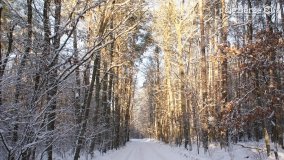 Pieszo przez Puszczę Zielonkę - zdjęcie 20