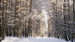 Pieszo przez Puszczę Zielonkę - zdjęcie 19