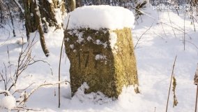 Pieszo przez Puszczę Zielonkę - zdjęcie 18