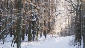 Pieszo przez Puszczę Zielonkę - zdjęcie 17