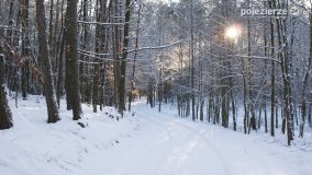 Pieszo przez Puszczę Zielonkę - zdjęcie 16