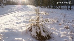 Pieszo przez Puszczę Zielonkę - zdjęcie 13