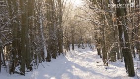 Pieszo przez Puszczę Zielonkę - zdjęcie 12