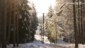 Pieszo przez Puszczę Zielonkę - zdjęcie 11