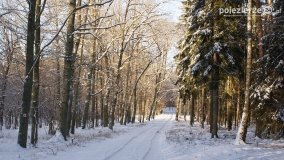 Pieszo przez Puszczę Zielonkę - zdjęcie 10