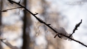 Pieszo przez Puszczę Zielonkę - zdjęcie 9