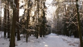 Pieszo przez Puszczę Zielonkę - zdjęcie 8