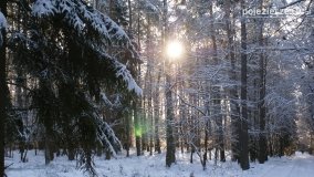 Pieszo przez Puszczę Zielonkę - zdjęcie 7