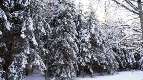 Pieszo przez Puszczę Zielonkę - zdjęcie 6