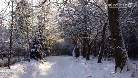 Pieszo przez Puszczę Zielonkę - zdjęcie 3