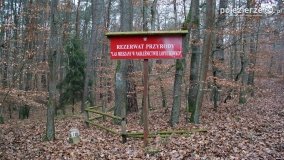 Rezerwat Las Mieszany - zdjęcie 39