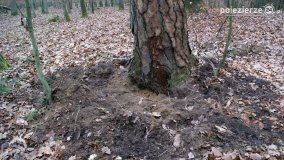 Rezerwat Las Mieszany - zdjęcie 38