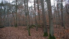 Rezerwat Las Mieszany - zdjęcie 37