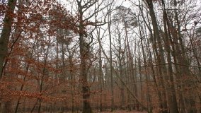 Rezerwat Las Mieszany - zdjęcie 36