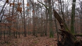 Rezerwat Las Mieszany - zdjęcie 35