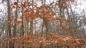 Rezerwat Las Mieszany - zdjęcie 34