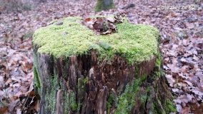 Rezerwat Las Mieszany - zdjęcie 33