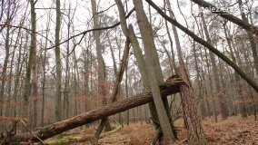 Rezerwat Las Mieszany - zdjęcie 32