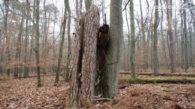 Rezerwat Las Mieszany - zdjęcie 31