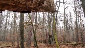 Rezerwat Las Mieszany - zdjęcie 30