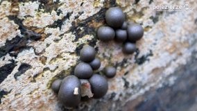 Rezerwat Las Mieszany - zdjęcie 29