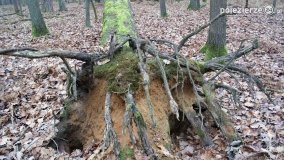 Rezerwat Las Mieszany - zdjęcie 28