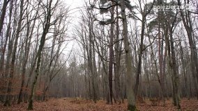 Rezerwat Las Mieszany - zdjęcie 27