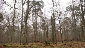 Rezerwat Las Mieszany - zdjęcie 25