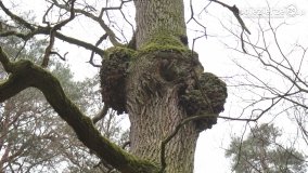 Rezerwat Las Mieszany - zdjęcie 24