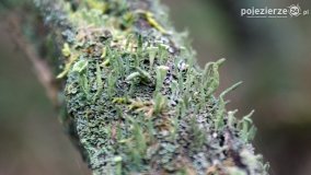 Rezerwat Las Mieszany - zdjęcie 23