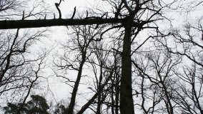 Rezerwat Las Mieszany - zdjęcie 22