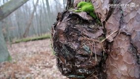 Rezerwat Las Mieszany - zdjęcie 21