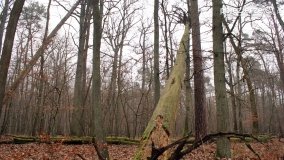 Rezerwat Las Mieszany - zdjęcie 20