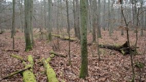 Rezerwat Las Mieszany - zdjęcie 19