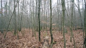 Rezerwat Las Mieszany - zdjęcie 18