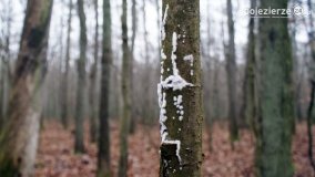 Rezerwat Las Mieszany - zdjęcie 17