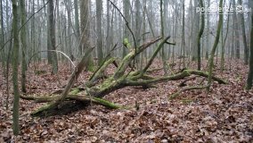 Rezerwat Las Mieszany - zdjęcie 16