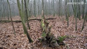 Rezerwat Las Mieszany - zdjęcie 15