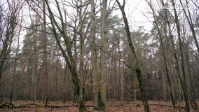 Rezerwat Las Mieszany - zdjęcie 14