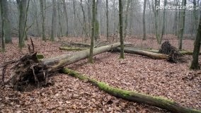 Rezerwat Las Mieszany - zdjęcie 12